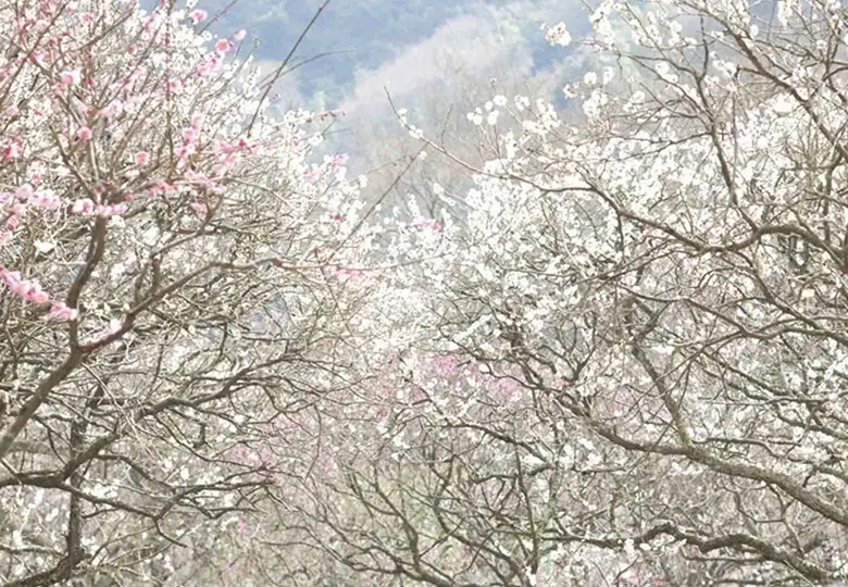 熱海梅園