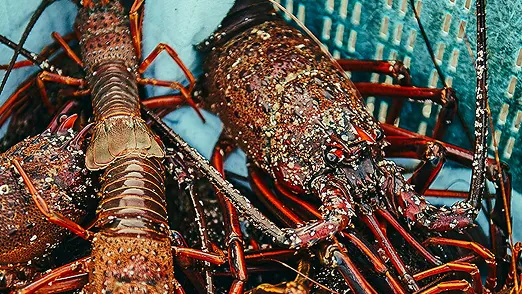 伊勢海老という海の恵み