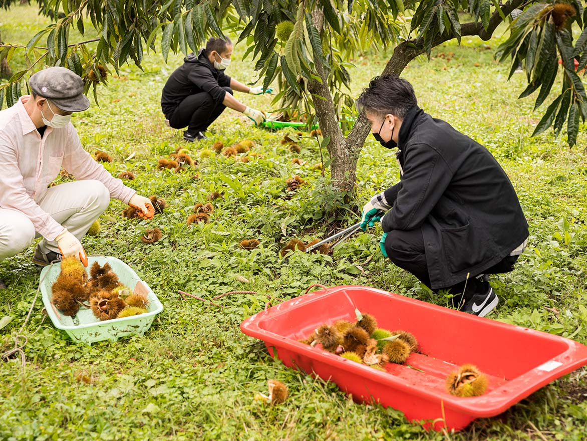 日本最古の地域ブランド「丹波くり」