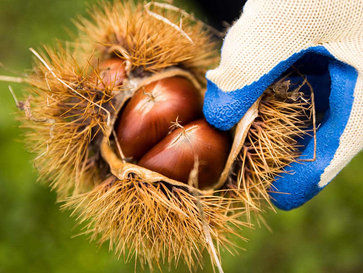 日本最古の地域ブランド「丹波くり」