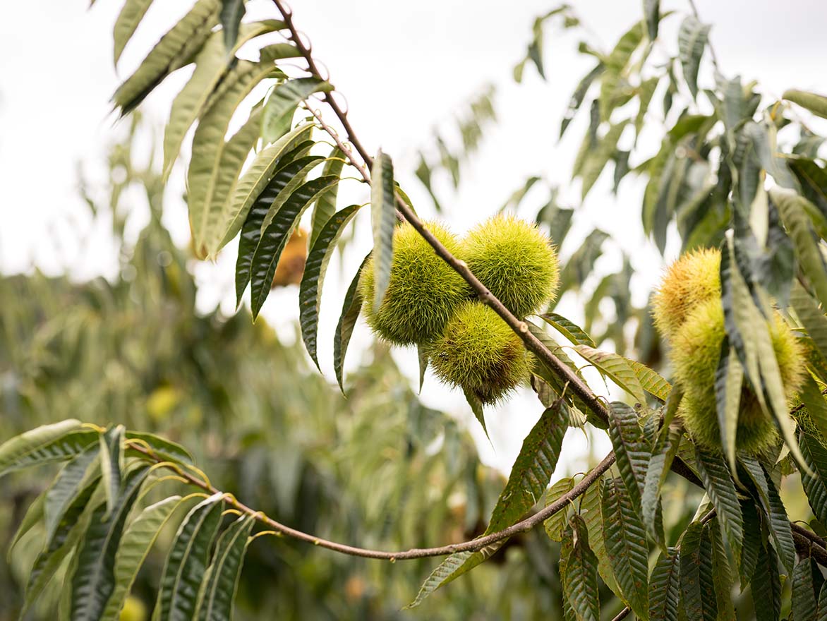 日本最古の地域ブランド「丹波くり」