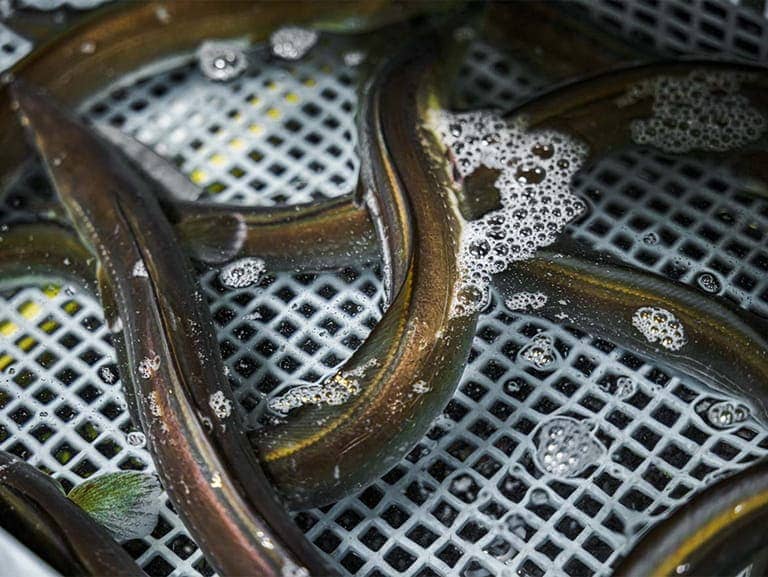 美味しい鱧は小顔でべっぴん