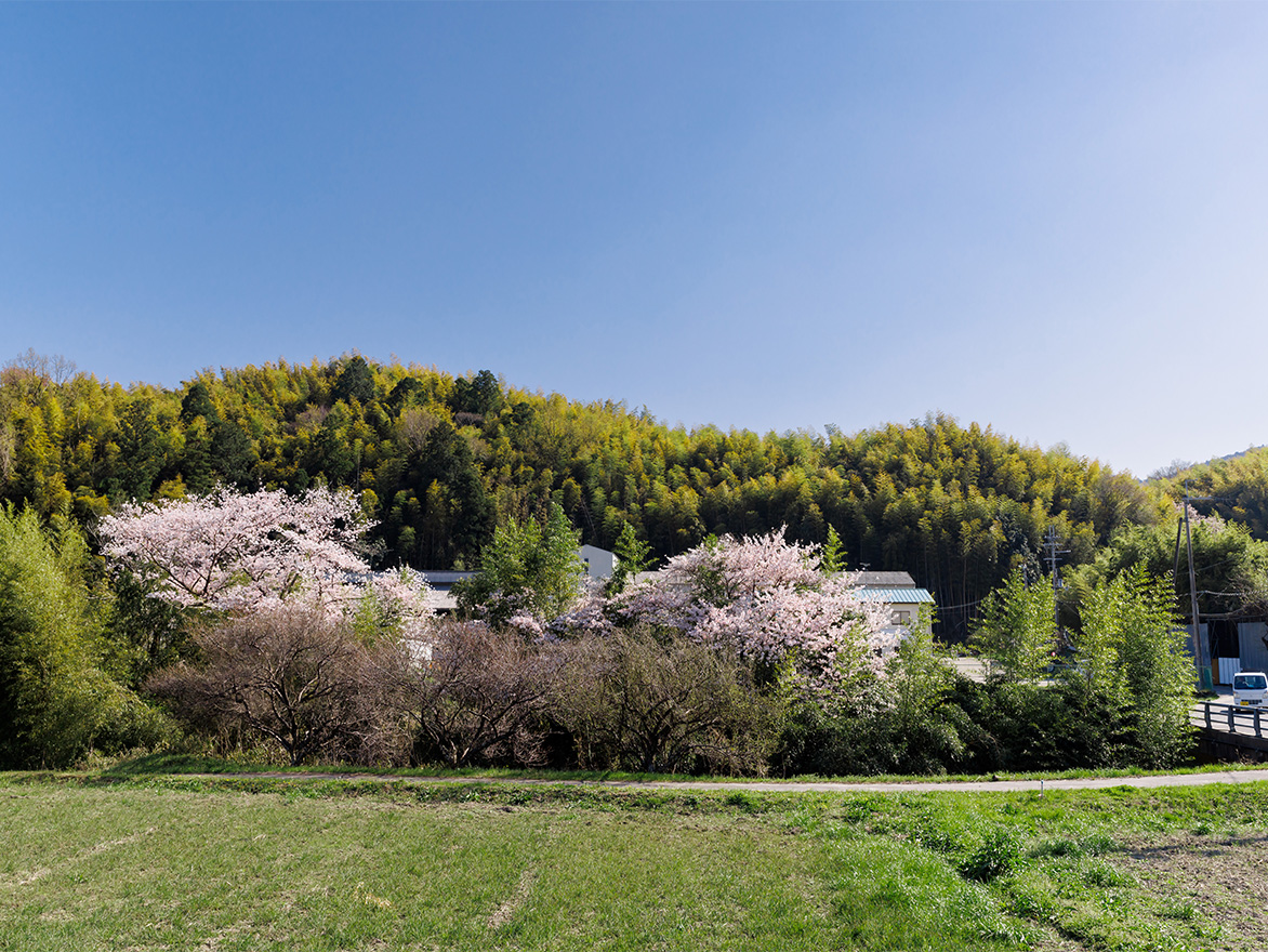 生命の芽吹きを堪能する春
