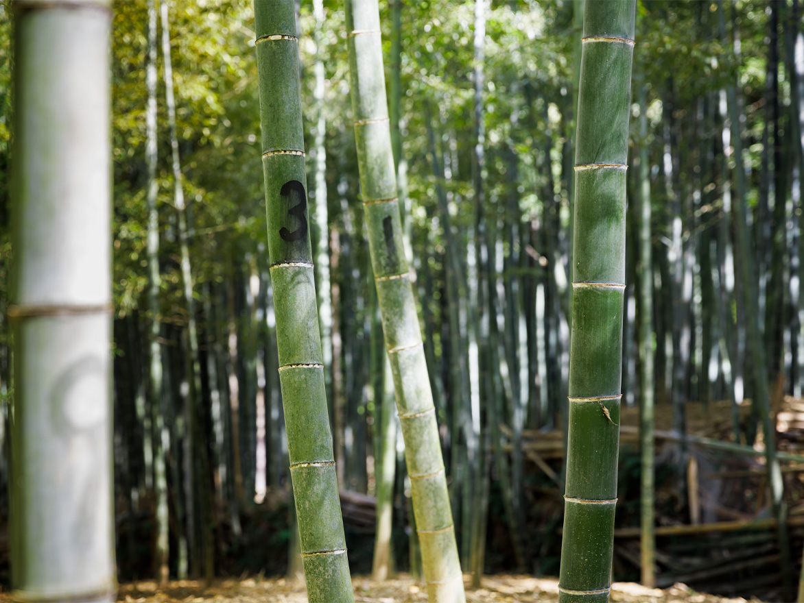 生命の芽吹きを堪能する春