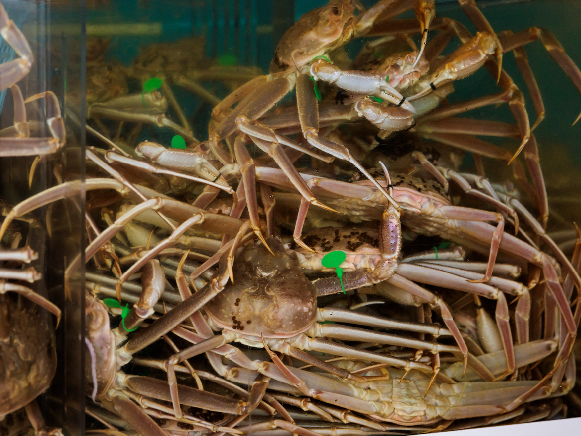 蟹は冬の風物詩