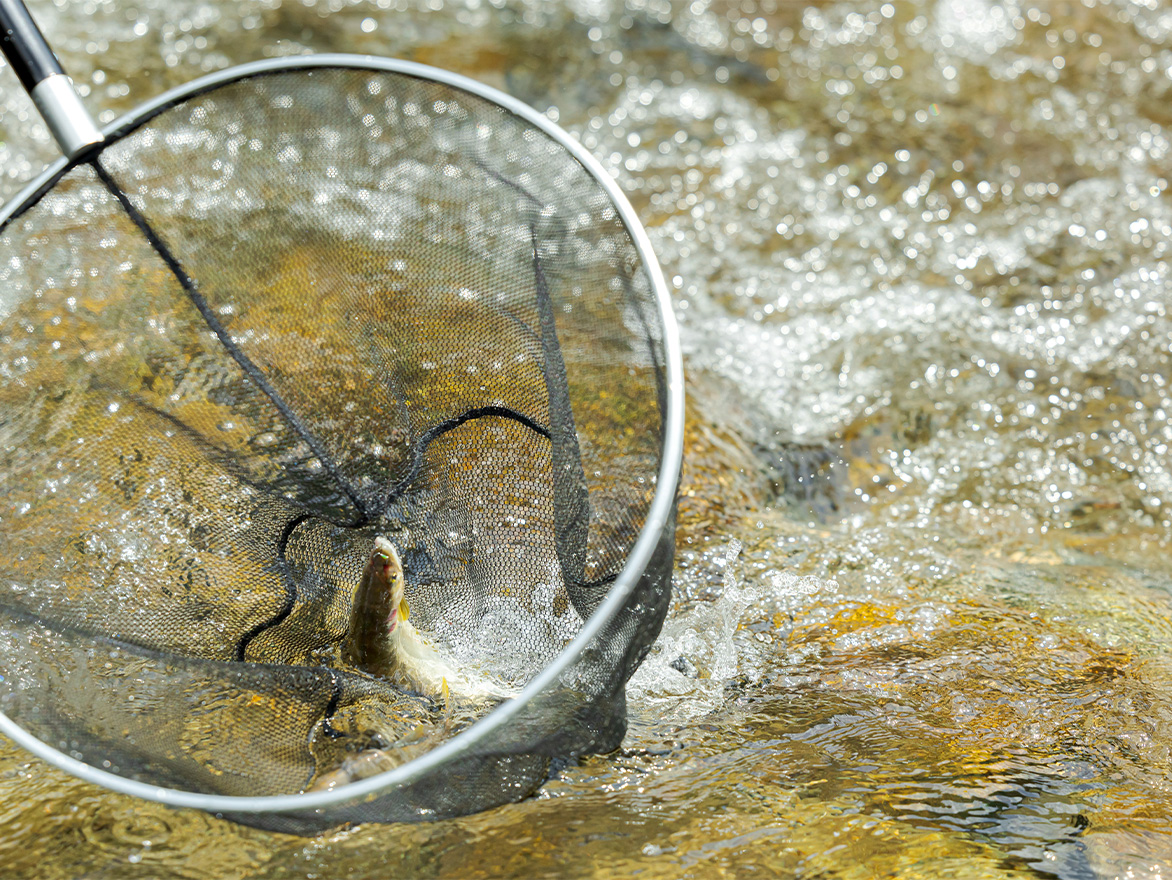 暑い夏には鮎がいい