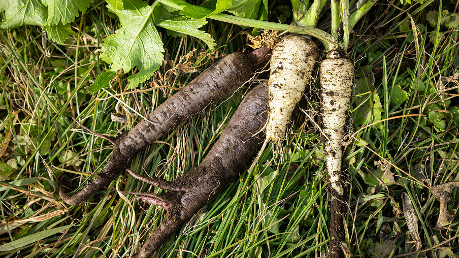 慈しみながら育てた本来の味