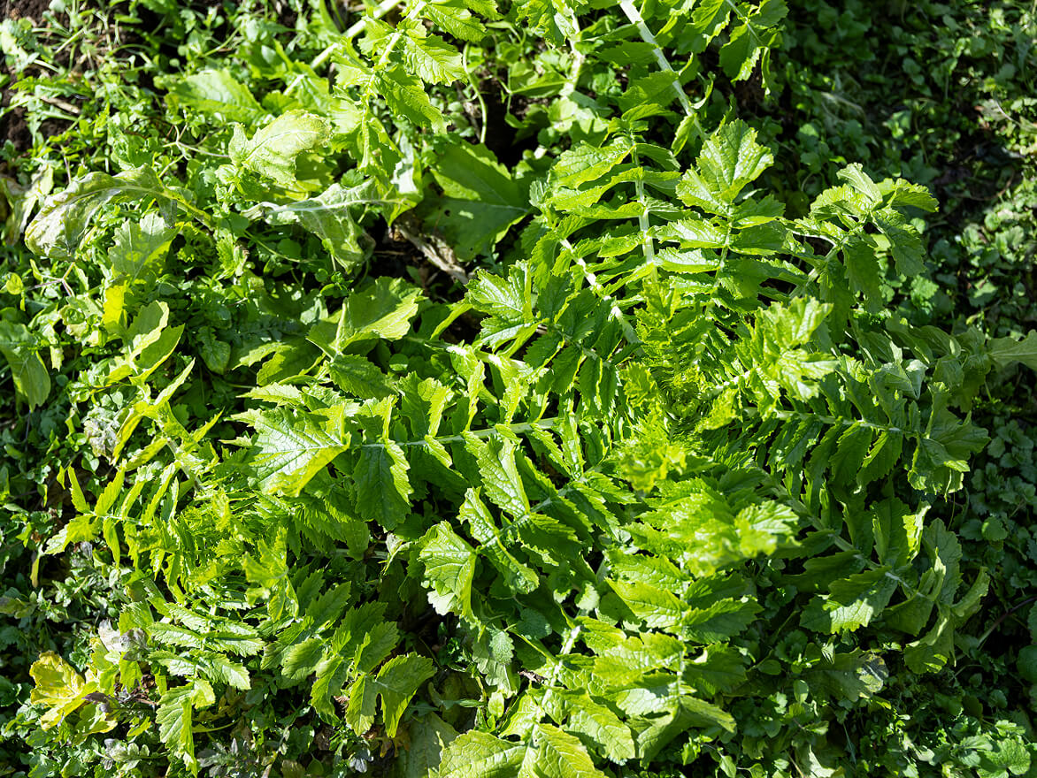 大地から始まるひと皿