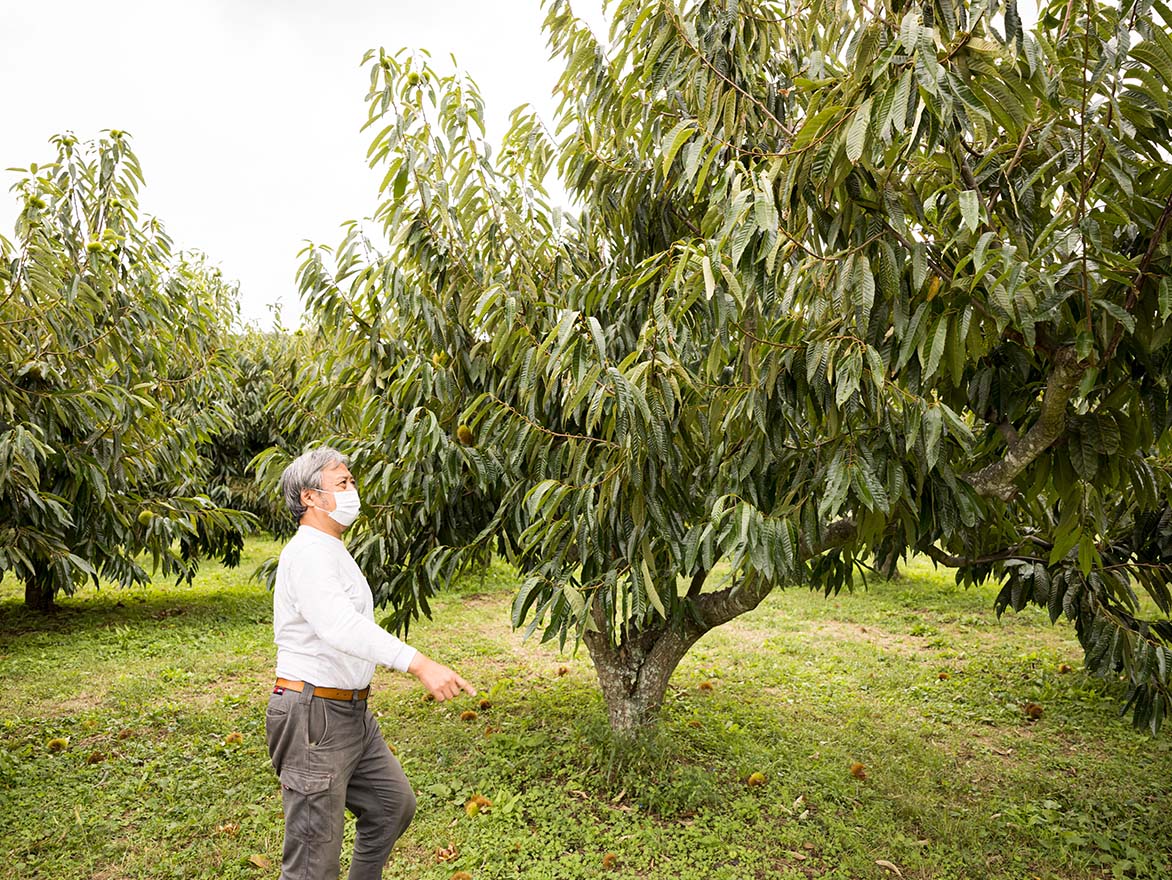 日本最古の地域ブランド「丹波くり」