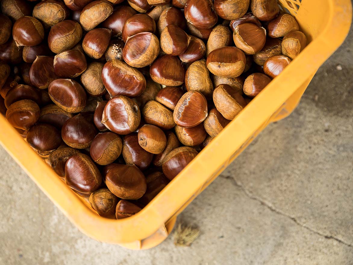 日本最古の地域ブランド「丹波くり」