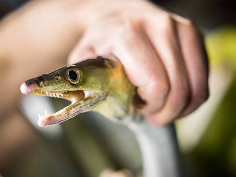 美味しい鱧は小顔でべっぴん