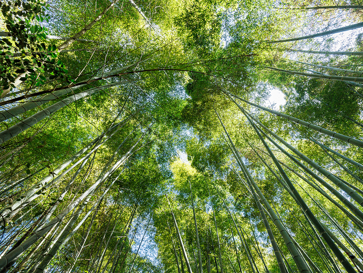 生命の芽吹きを堪能する春