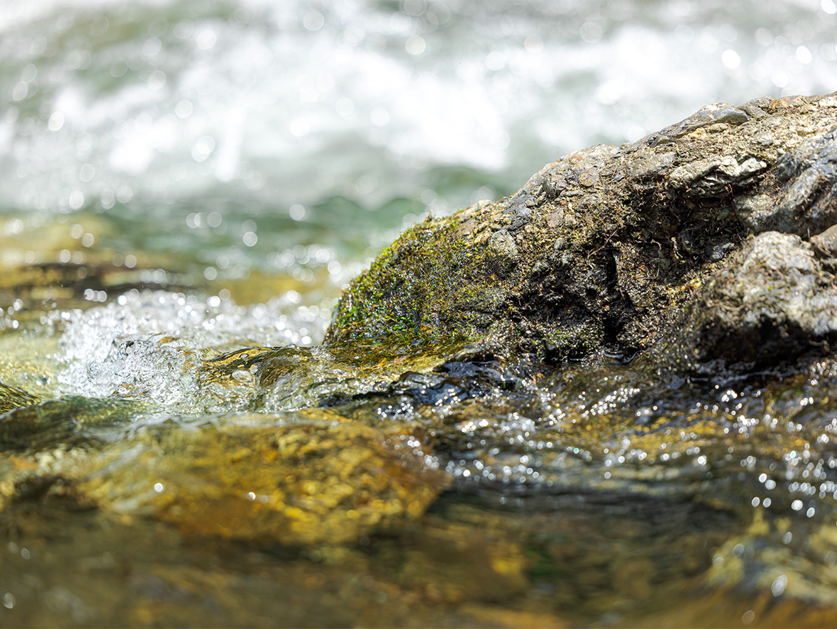 暑い夏には鮎がいい