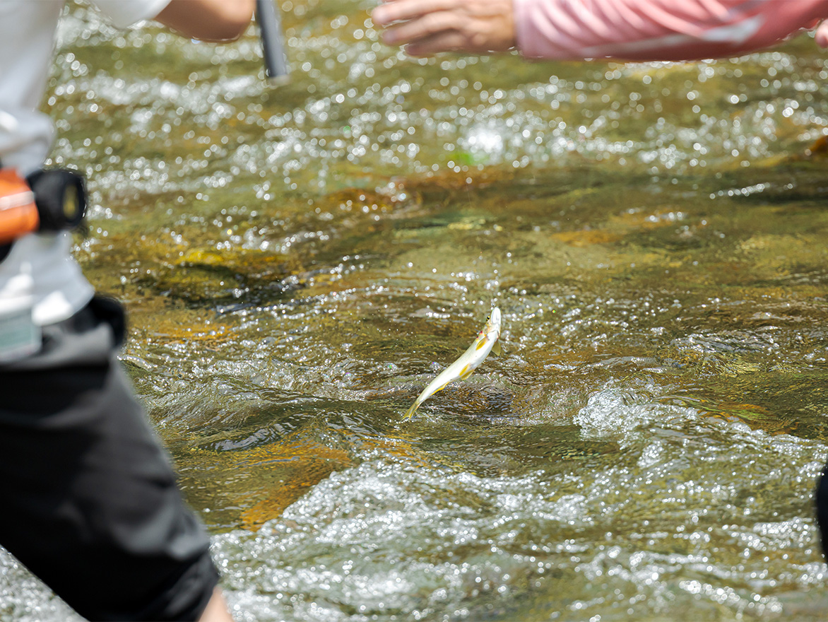 暑い夏には鮎がいい