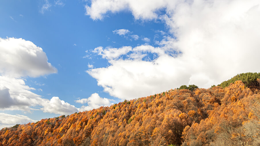 慈しみながら育てた本来の味