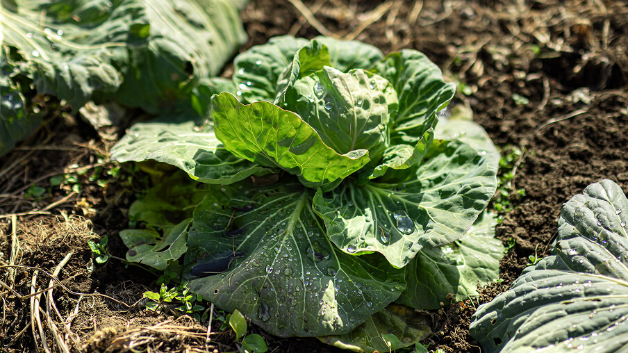 慈しみながら育てた本来の味