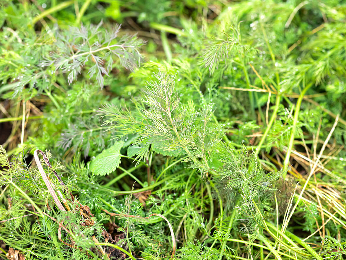 大地から始まるひと皿