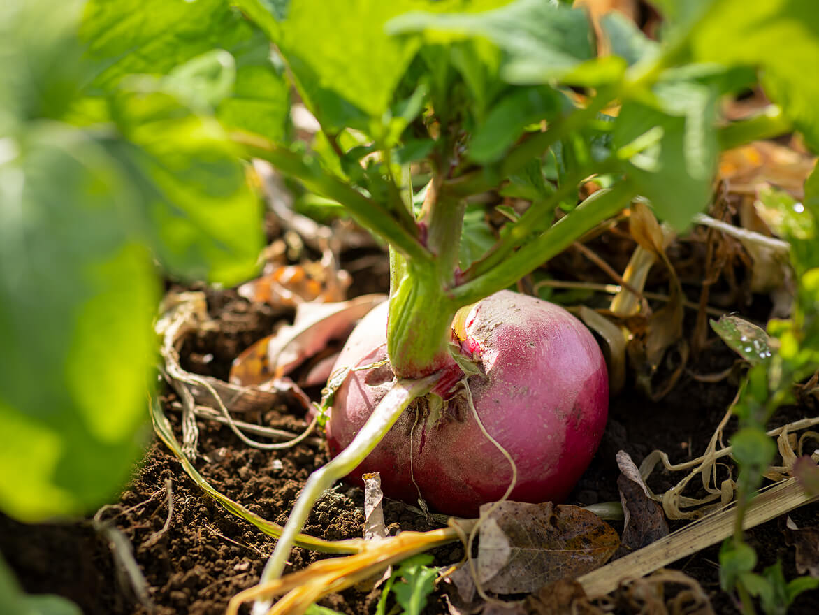 大地から始まるひと皿